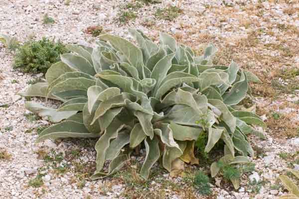 Pianta abruzzese 2 - Verbascum sp.